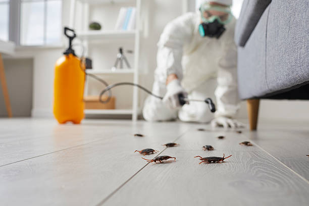 Post-Treatment Bed Bug Interceptor Monitoring in Ardmore
